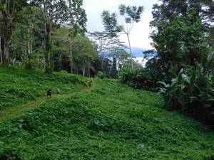 The Kokoda Track Day 3. A flat section between mountains.