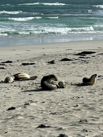 A group of seals on the beach on Kangaroo Island