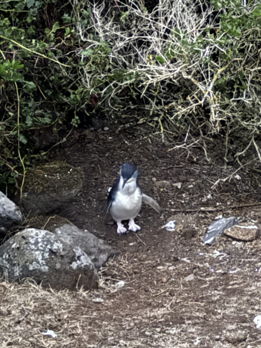 Encountering a penguin while hiking the Tarkine